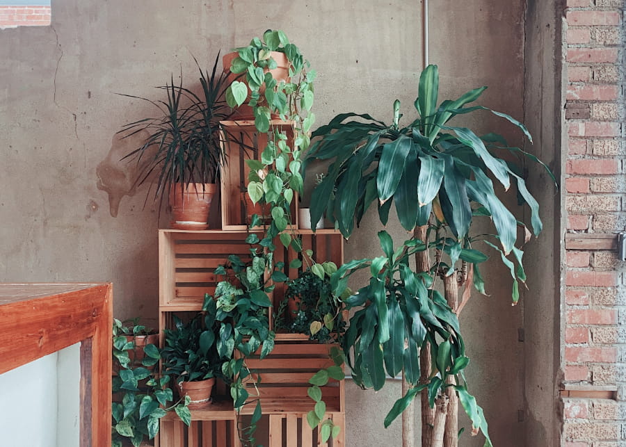 house plant